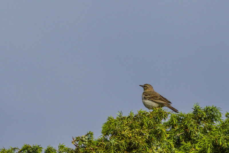 Pipit rousseline